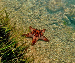 Starfish - Tanjung A'an Bay